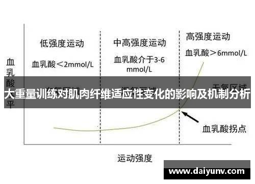 大重量训练对肌肉纤维适应性变化的影响及机制分析